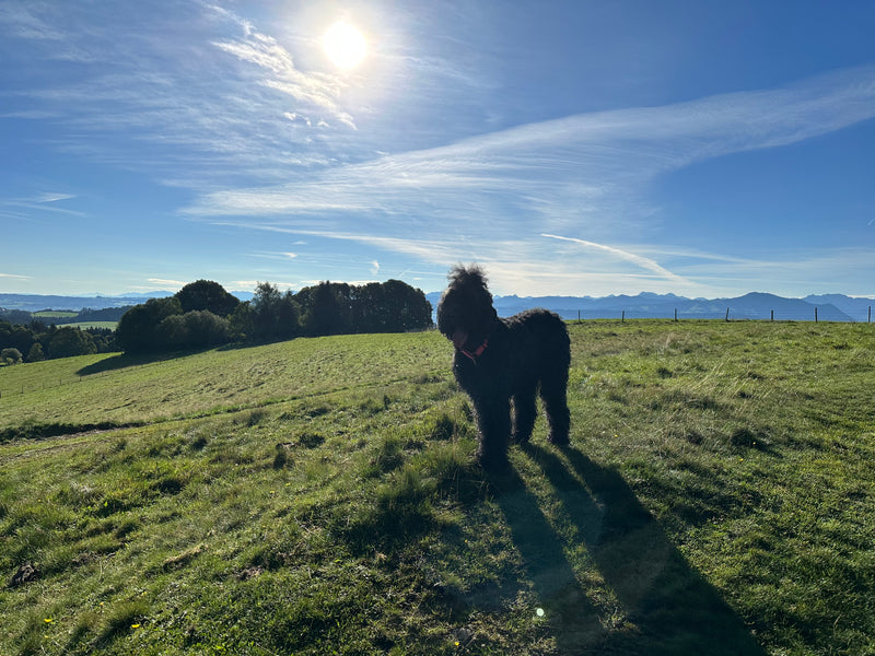 Hundebegegnungen richtig meistern